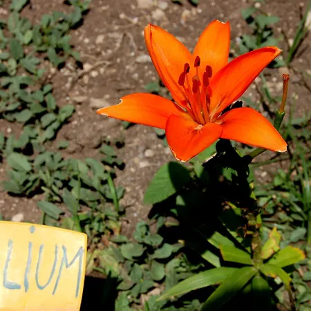 Il Giardino Del Sole