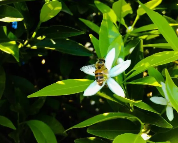 Il Giardino Del Sole