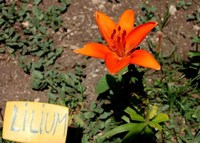 Il Giardino Del Sole