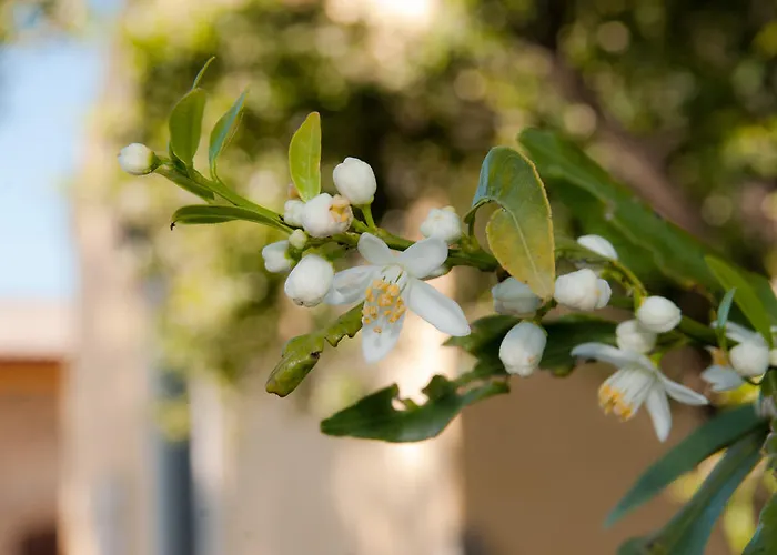 Il Giardino Del Sole